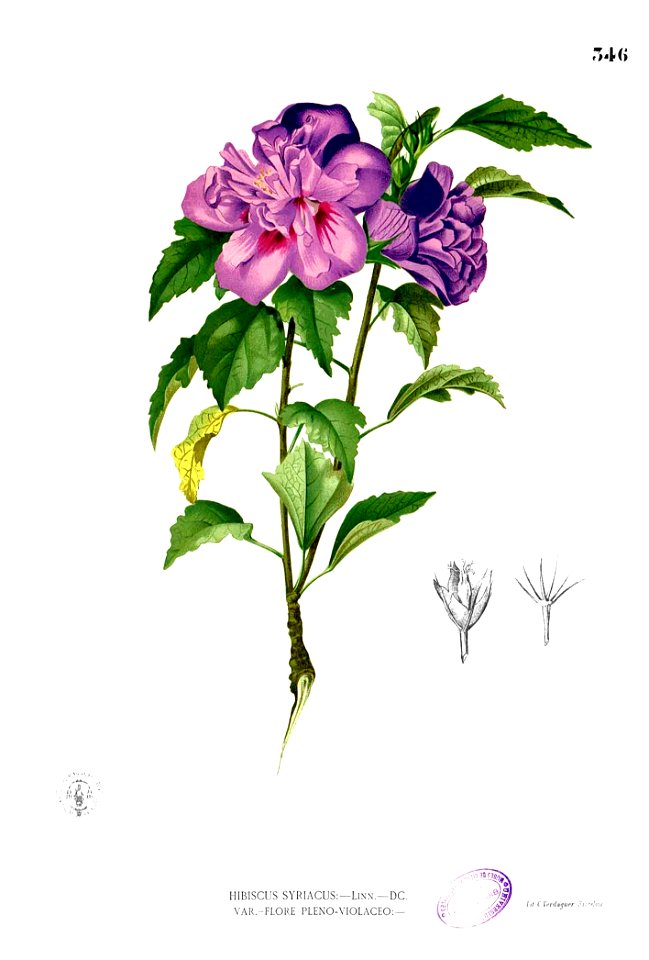 Hibiscus syriacus Blanco2.346