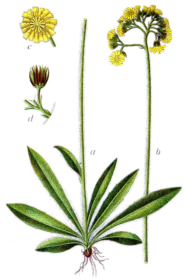 Hieracium cymosum Sturm61