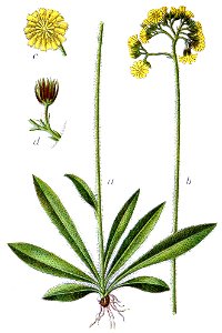 Hieracium cymosum Sturm61
