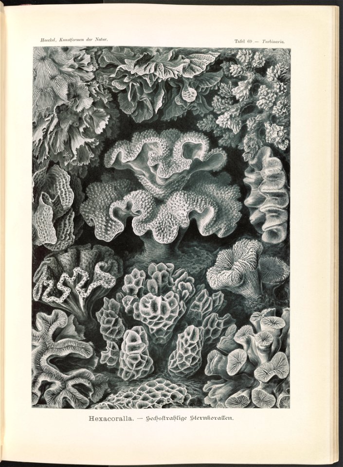 Hexacoralla. - Sechsstrahlige Sternkorallen LCCN2015648951
