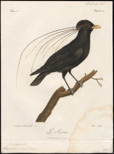 Hexanemus crinitus - vervalsing - 1796-1808 - Print - Iconographia Zoologica - Special Collections University of Amsterdam - UBA01 IZ15800067