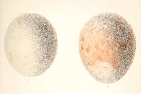 Hieraaetus pennatus eggs 1866
