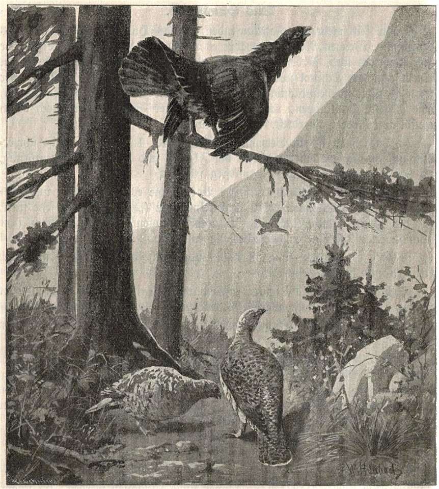 Heubach capercaillie