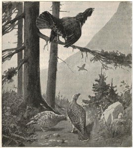 Heubach capercaillie