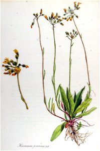 Hieracium pratense — Flora Batava — Volume v12