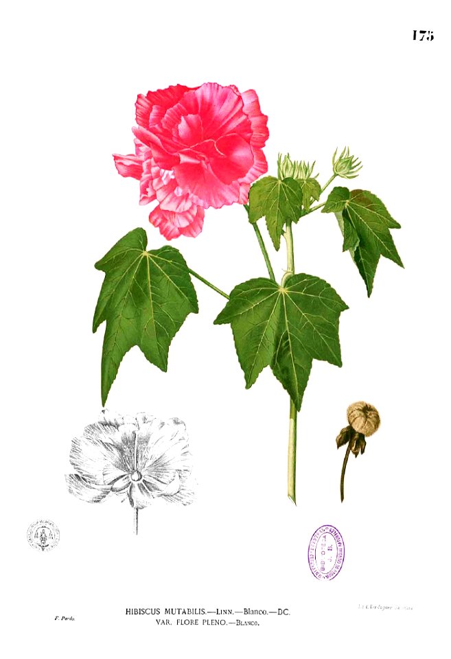 Hibiscus mutabilis Blanco1.175