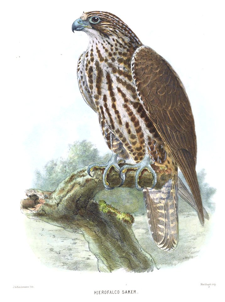 HierofalcoSakerKeulemans