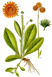 Hieracium aurantiacum Sturm60