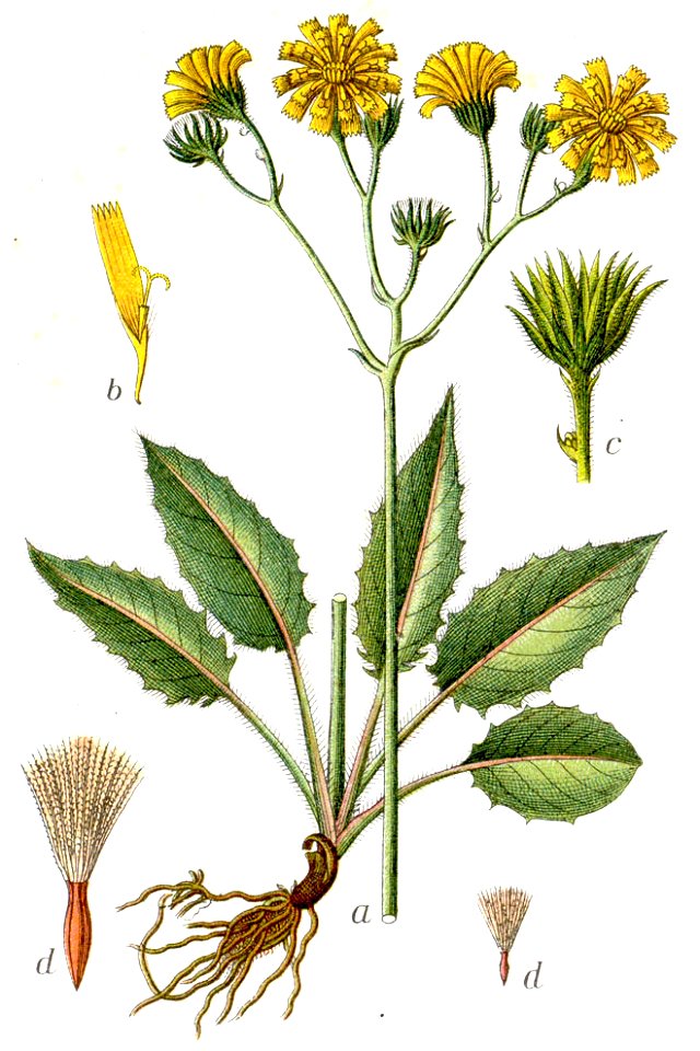Hieracium sylvaticum Sturm1462
