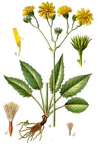 Hieracium sylvaticum Sturm1462