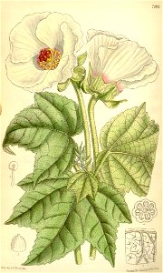 Hibiscus indicus