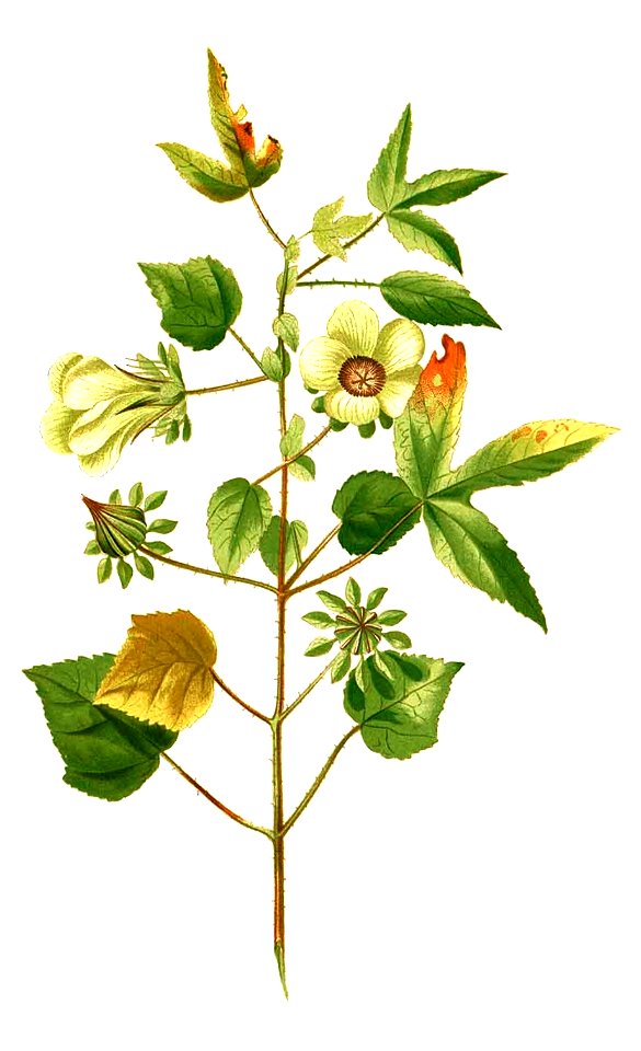 Hibiscus surattensis Blanco2.347-cropped