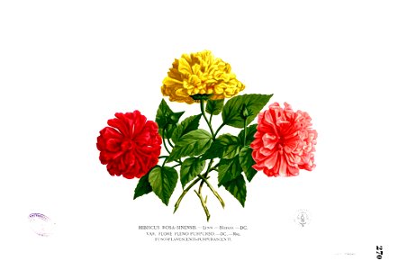 Hibiscus rosa-sinensis Blanco2.270