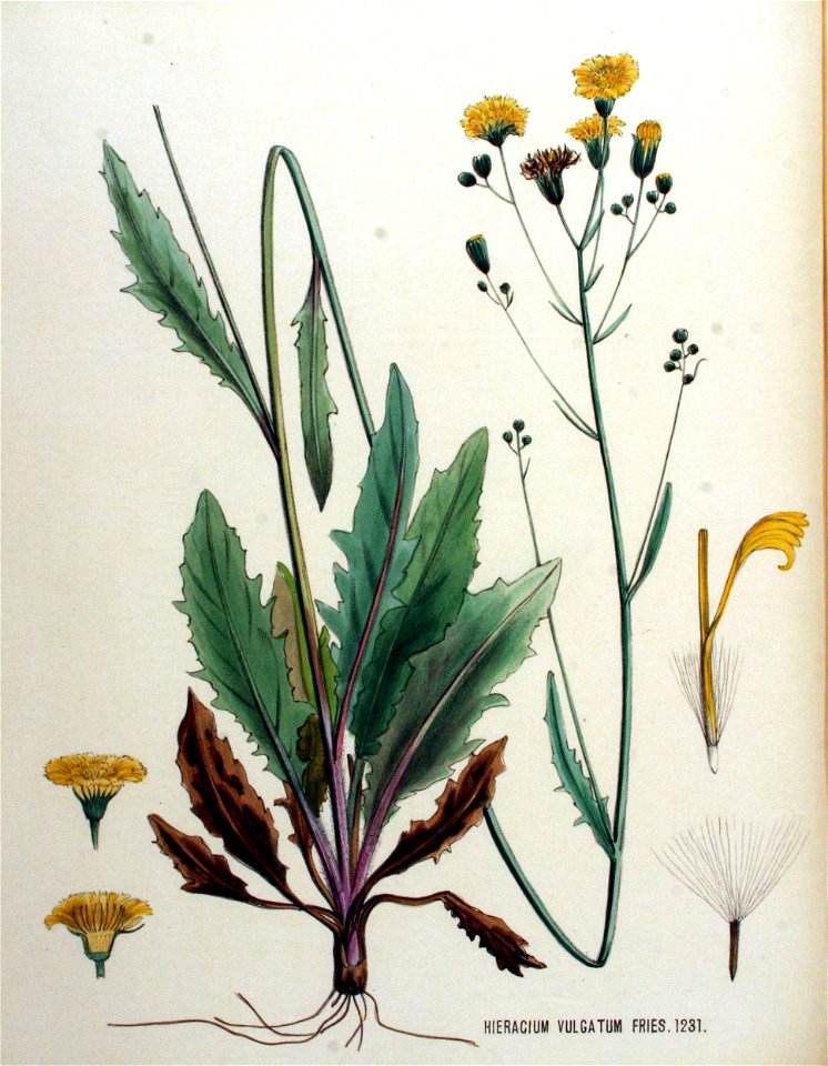 Hieracium vulgatum — Flora Batava — Volume v16