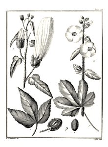 Hibiscus bifurcatus + ficulneus Cavanilles