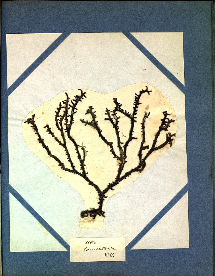 Himanthalia elongata
