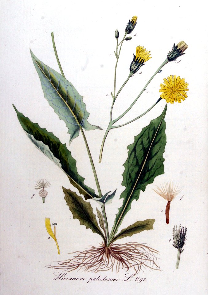 Hieracium paludosum — Flora Batava — Volume v9