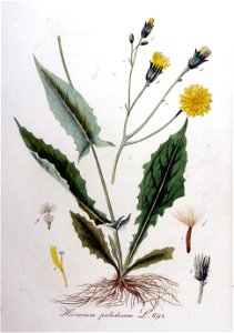 Hieracium paludosum — Flora Batava — Volume v9