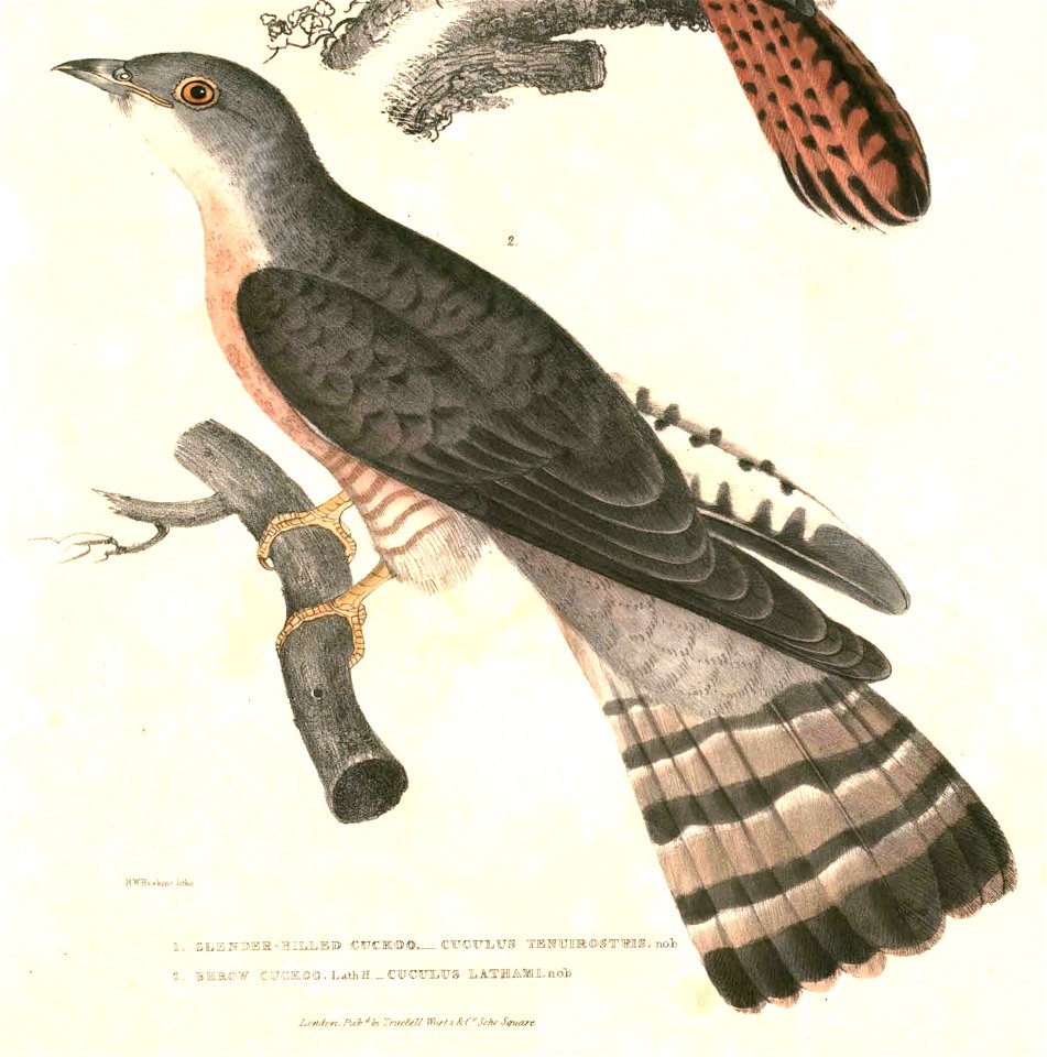 Hierococcyx varius varius Hardwicke