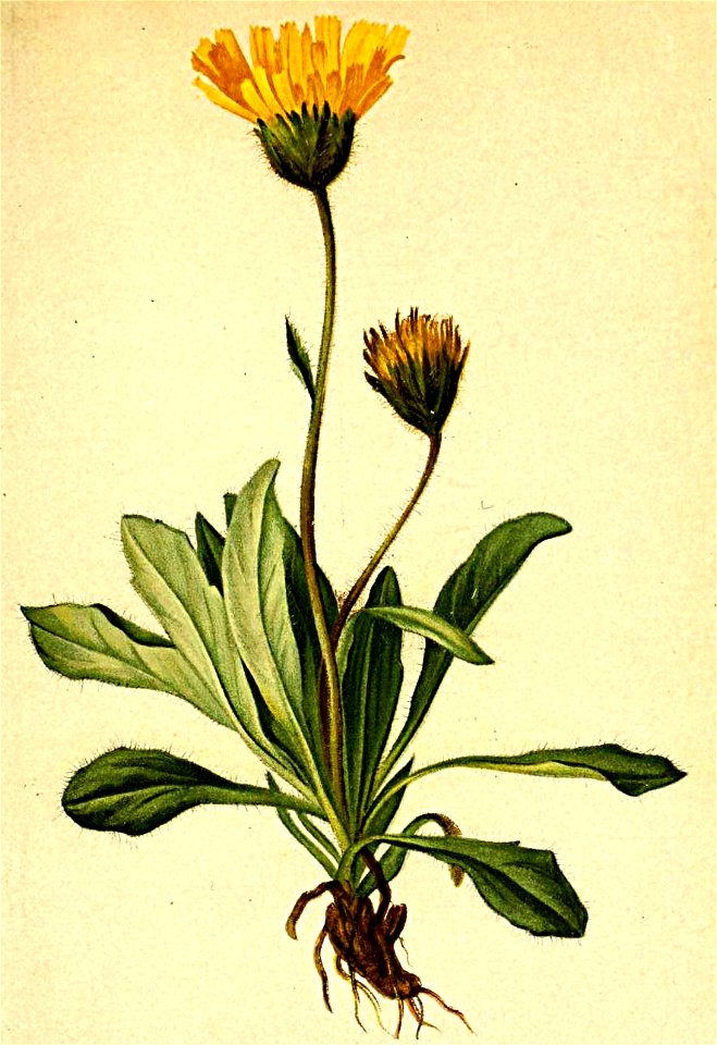 Hieracium alpinum Atlas Alpenflora