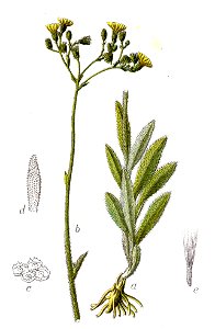 Hieracium echioides Sturm58