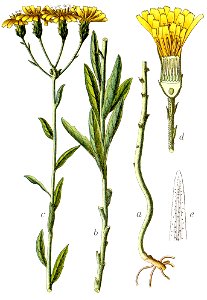 Hieracium umbellatum Sturm64