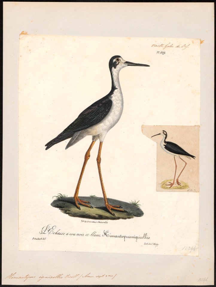 Himantopus nigricollis - 1825-1834 - Print - Iconographia Zoologica - Special Collections University of Amsterdam - UBA01 IZ17400189