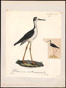 Himantopus nigricollis - 1825-1834 - Print - Iconographia Zoologica - Special Collections University of Amsterdam - UBA01 IZ17400189