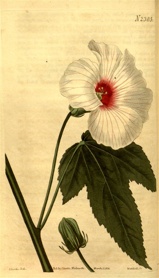 Hibiscus laevis (H. militaris) 50.2385. 1822