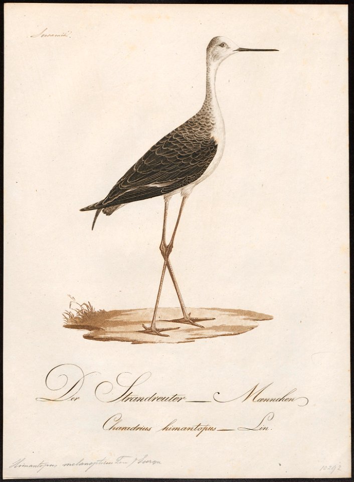 Himantopus autumnalis - 1800-1812 - Print - Iconographia Zoologica - Special Collections University of Amsterdam - UBA01 IZ17400183