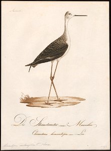 Himantopus autumnalis - 1800-1812 - Print - Iconographia Zoologica - Special Collections University of Amsterdam - UBA01 IZ17400183