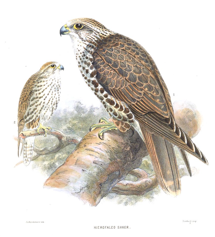 HierofalcoSakerKeulemans1