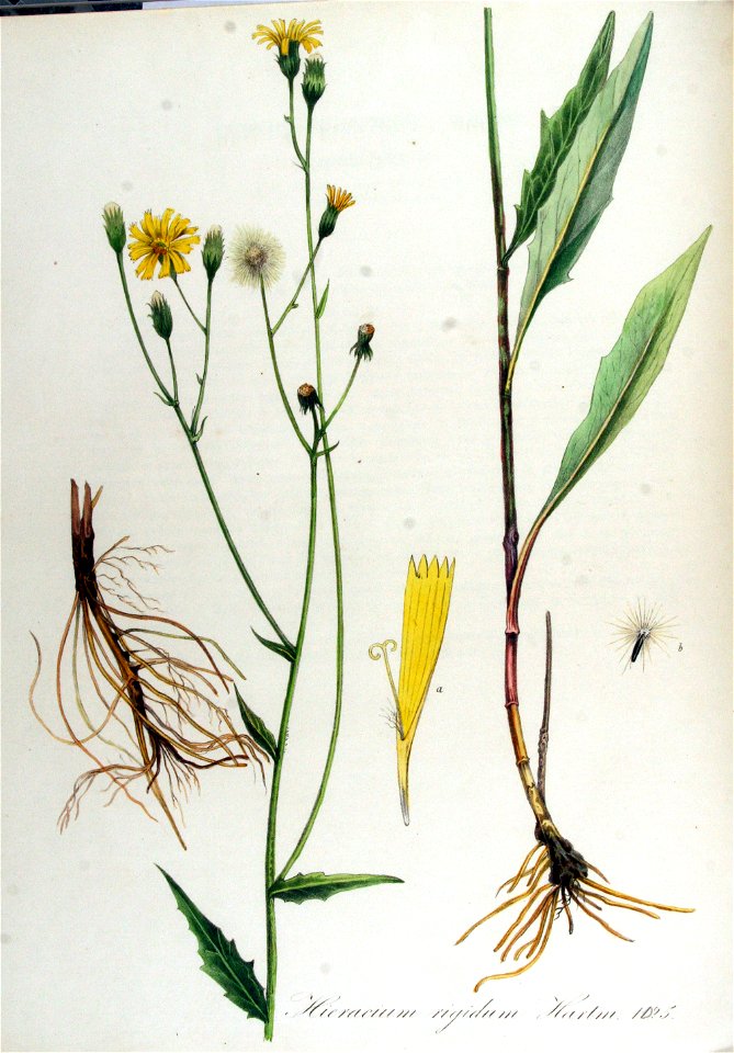 Hieracium rigidum — Flora Batava — Volume v13