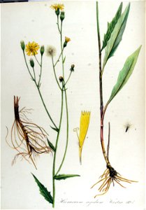 Hieracium rigidum — Flora Batava — Volume v13