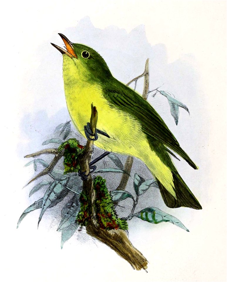 Hippolais icterina 1876