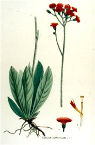 Hieracium aurantiacum — Flora Batava — Volume v15. Free illustration for personal and commercial use.