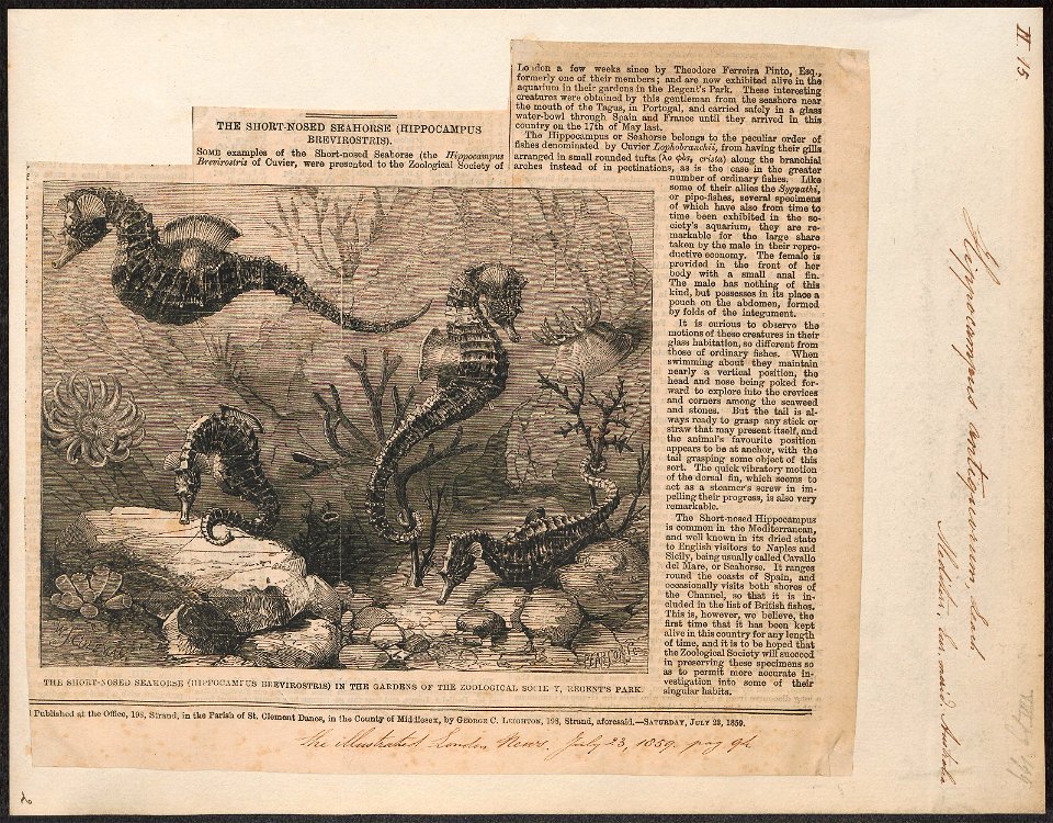 Hippocampus antiquorum - 1859 - Print - Iconographia Zoologica - Special Collections University of Amsterdam - UBA01 IZ14500039