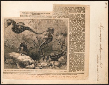 Hippocampus antiquorum - 1859 - Print - Iconographia Zoologica - Special Collections University of Amsterdam - UBA01 IZ14500039