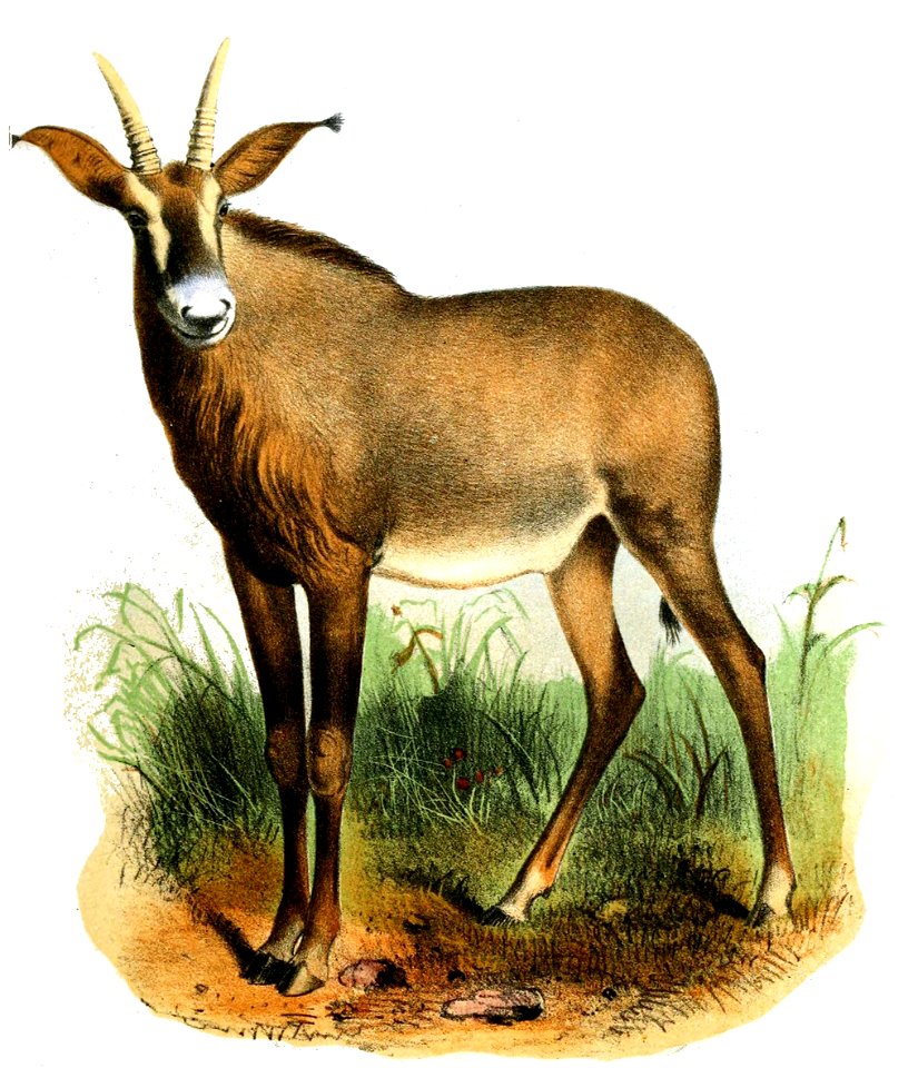 HippotragusEquinusSmit