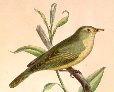 Hippolais icterina 1849