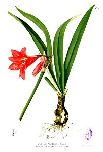 Hippeastrum miniatum Blanco2.359