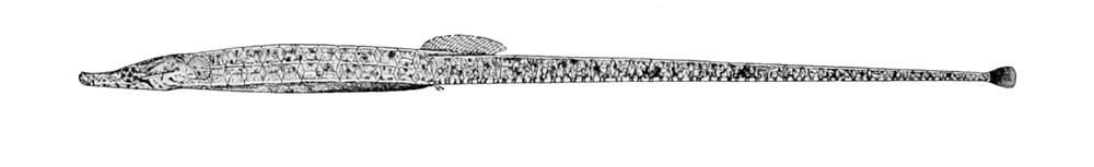 Hippichthys cyanospilos