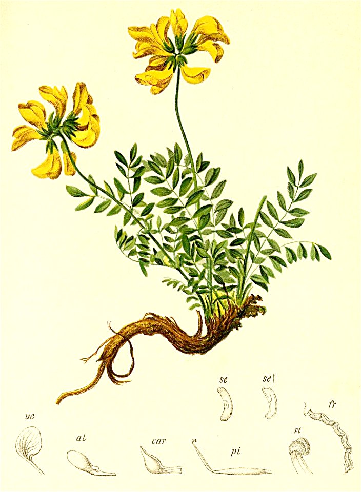 Hippocrepis comosa Atlas Alpenflora