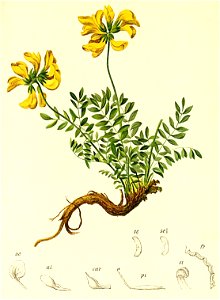 Hippocrepis comosa Atlas Alpenflora