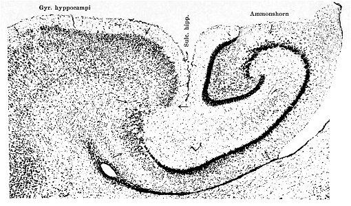 Hippocampus of juvenile kangaroo (K. Brodmann, 1909, p. 59, Fig. 34)