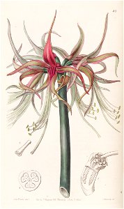 Hippeastrum cybister (as Sprekelia cybister) 26.33