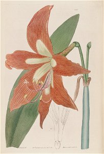 Hippeastrum striatum (Amaryllis fulgida) Bot. Reg. 3. 26. (1817)