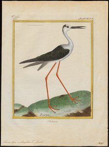 Himantopus autumnalis - 1700-1880 - Print - Iconographia Zoologica - Special Collections University of Amsterdam - UBA01 IZ17400179