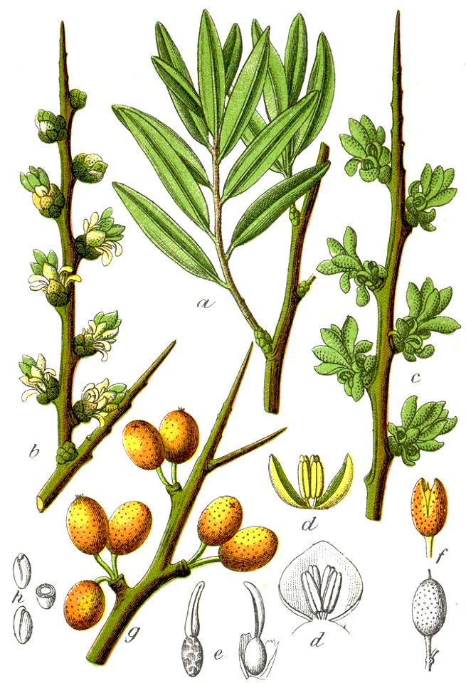Hippophae rhamnoides Sturm41