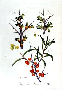Hippophaë rhamnoides — Flora Batava — Volume v2